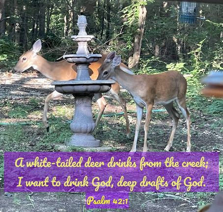 Wednesday Wonder from my BackYard