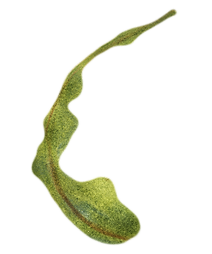Kuvitus rucolasta