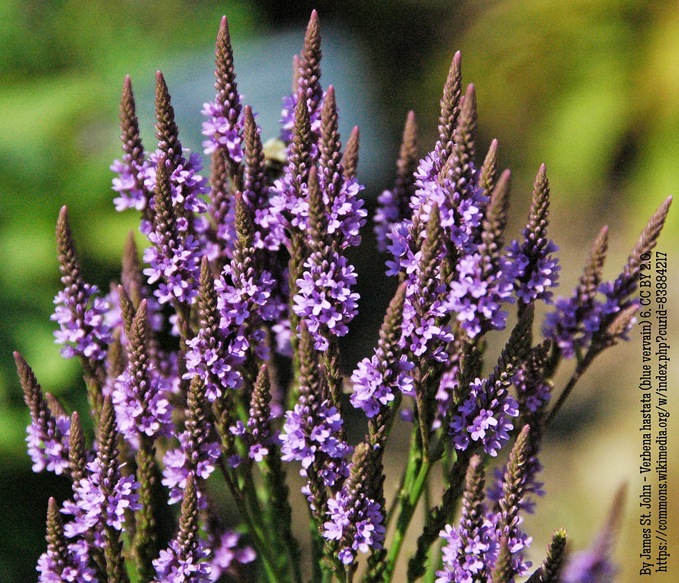 Verbena hastata, Blue Vervain