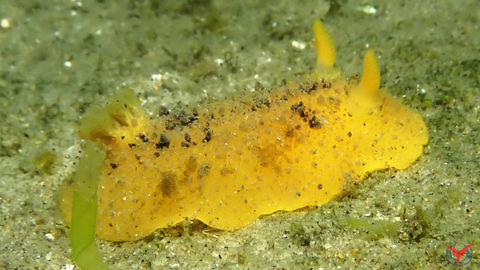 San Diego Dorid Nudibranch while Scuba Diving at Mission Point in San Diego