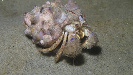 Hermit Crab