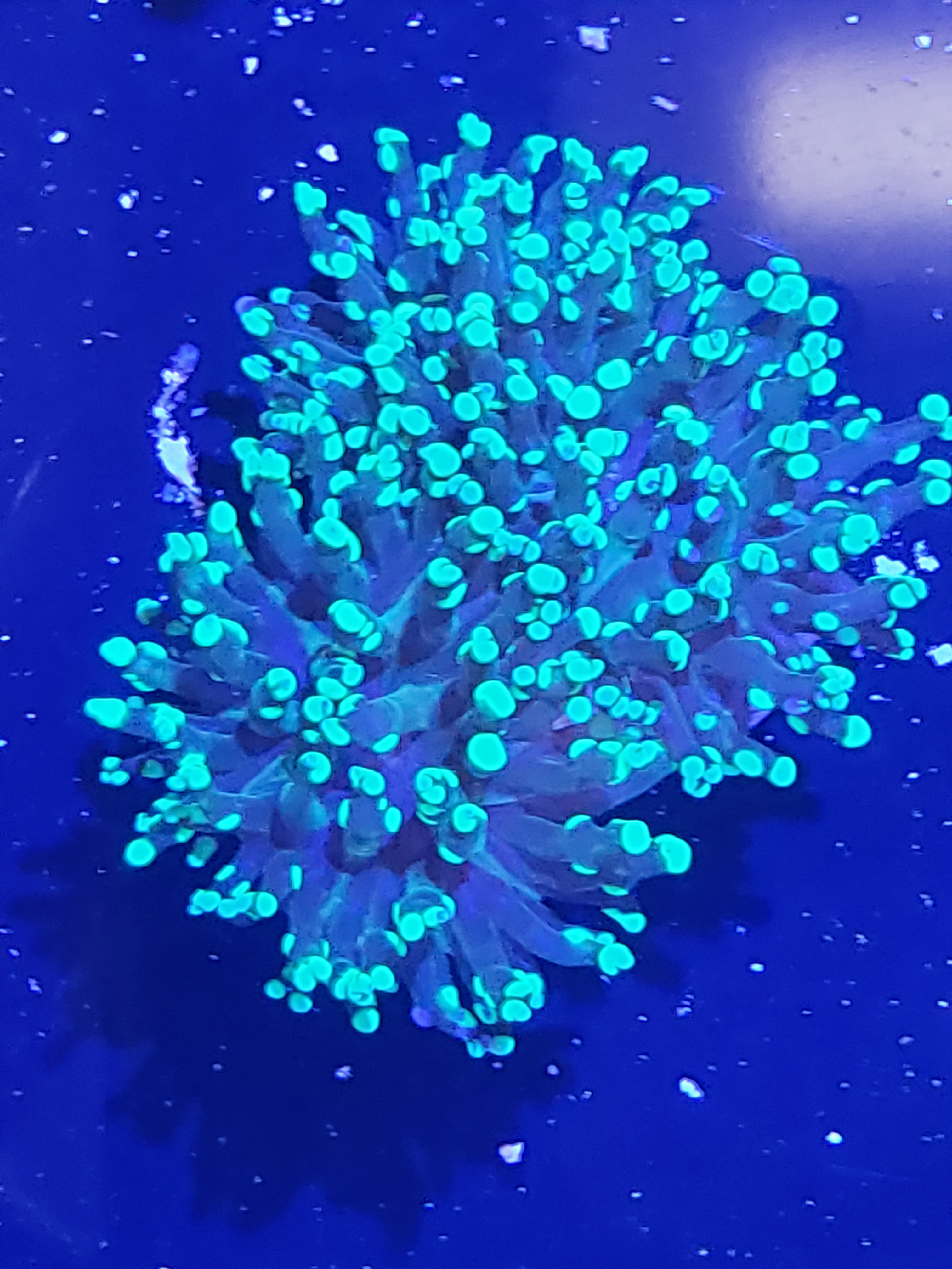 TOXIC Tip Frogspawn. 2 heads