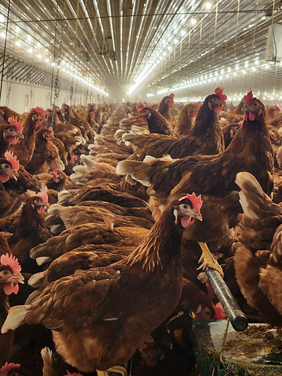 Brown hens egg track chick pro software