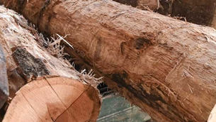 Sustainable Wood Product Manufacturing