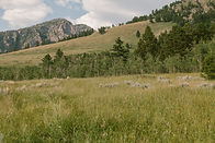 IMG_0103.jpg