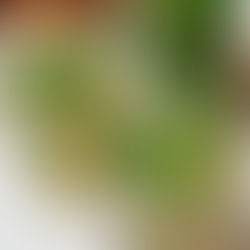 Verse muntthee met honing