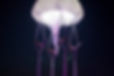 jellyfish.jpg