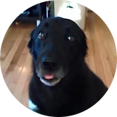 Tuffy the Dog