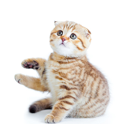 Scottish Fold Kitten