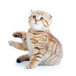 Scottish Fold Kitten
