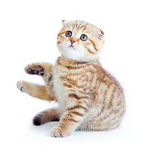スコティッシュフォールド子猫