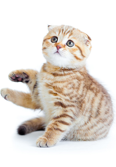 Scottish Fold Kitten