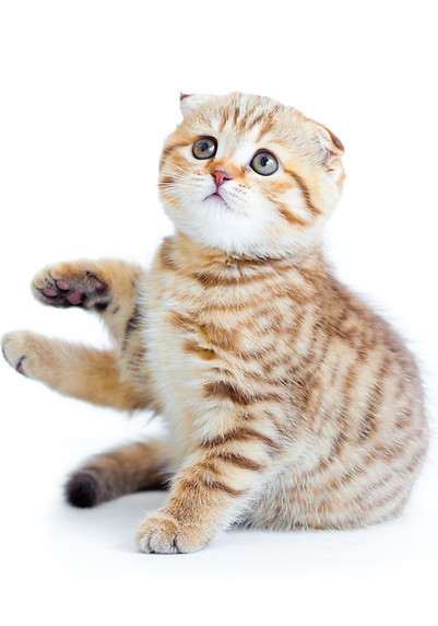 Scottish Fold Kitten