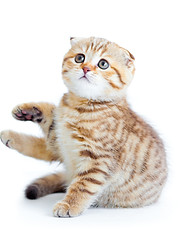 Scottish Fold Kitten