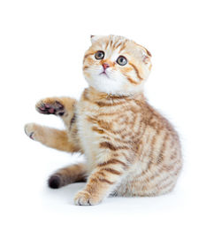Gatita Scottish Fold