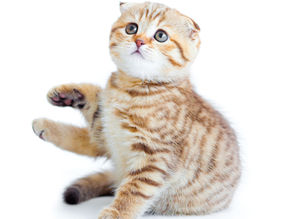 Votre chat vous mord dès que vous le caressez : c’est un chat « caressé mordeur »