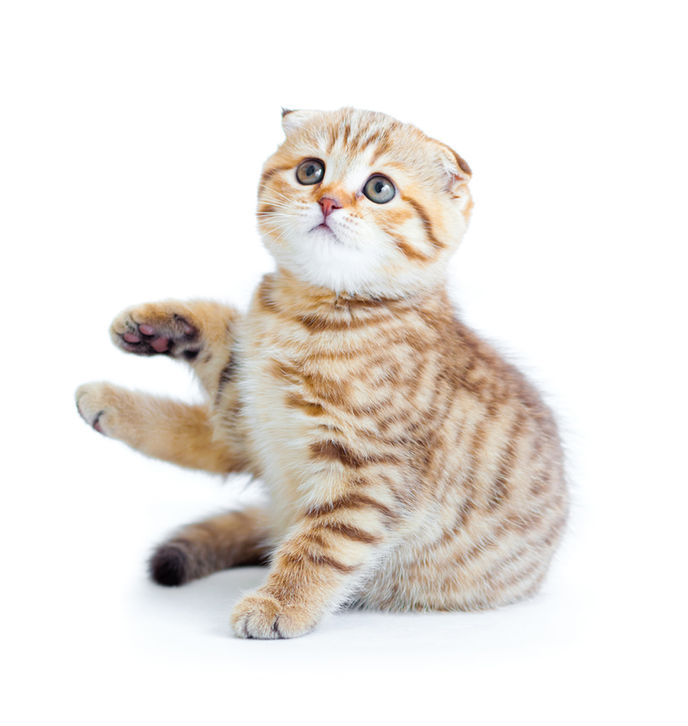 World Cat Day: 'Purrfect Howliday' Celebrates World's Most Popular Pet
