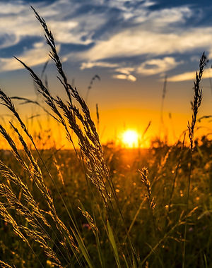 wheat-2391348_1920.jpg