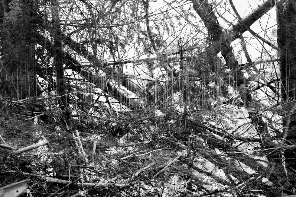 Planter des arbres X