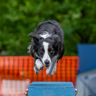 When Safety Feels Urgent: Bias, Evidence, and Decision-Making in Agility - The Dogwalk
