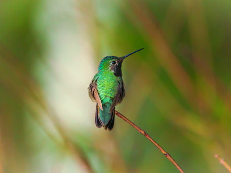 Stillness Like a Hummingbird 
