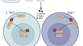 Advancing Cancer Immunotherapy: CTD-1