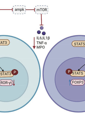Advancing Cancer Immunotherapy: CTD-1