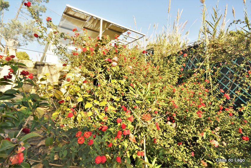 beautiful set of flowers at winter times, in the villa casa do lago