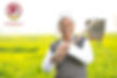 Why Choosing Mustard Oil Supports Indian Farmers