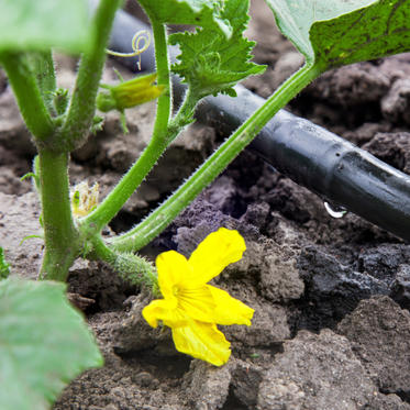 Garden Irrigation_AdobeStock_65778129.jpeg
