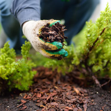 Mulching_AdobeStock_357688672.jpeg