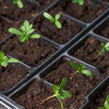 Seed Starting_AdobeStock_425622431.jpeg