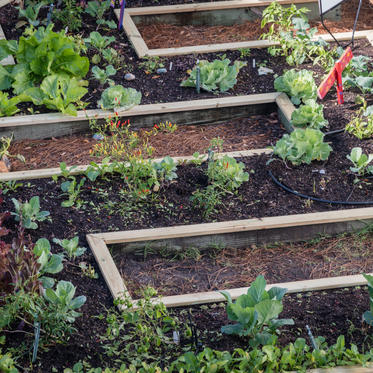Raised Garden_AdobeStock_473892991 (1).jpeg