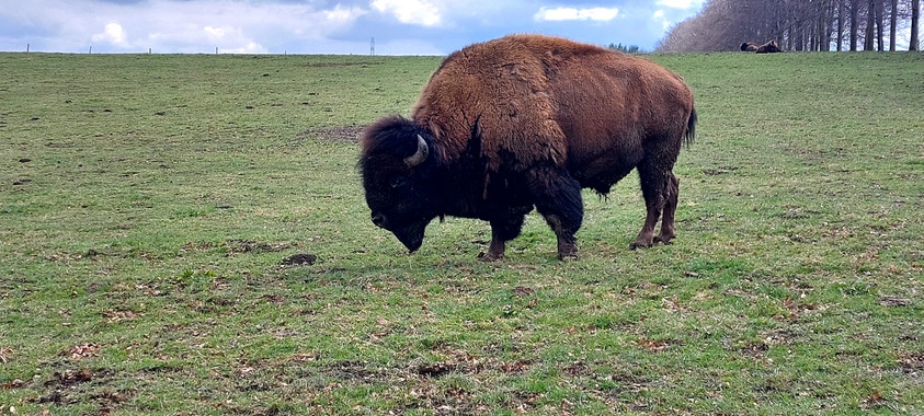 Shamaan Aiyana uit Sint-Truiden