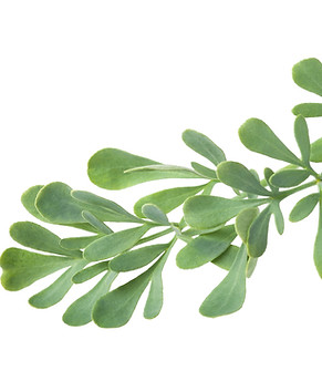 Herbs of Grace