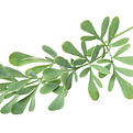 Herbs of Grace