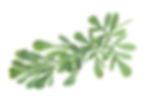 Herbs of Grace
