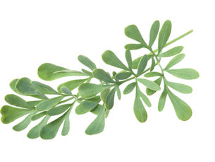 Bakuchiol vs. Retinol: The Plant-Based Revolution in Anti-Aging