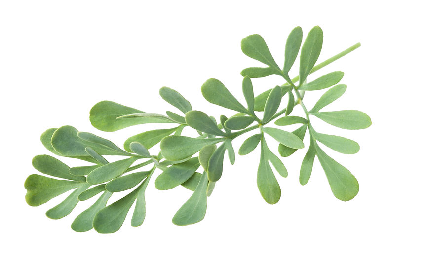 Herbs of Grace