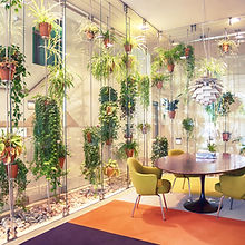 Plant filled contemporary office space