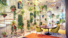 Perk up the workforce with a plant!