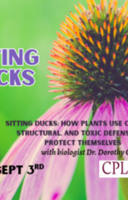 SITTING DUCKS.png
