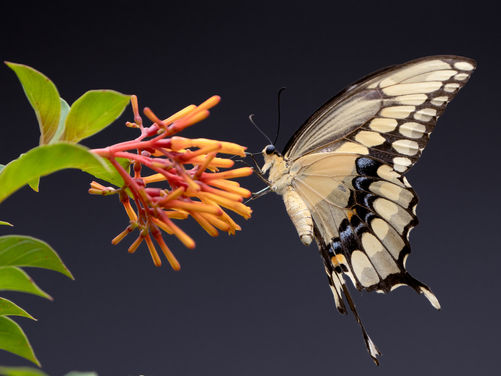 The Butterfly Effect: Small Errors Don't Stay Small