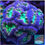 Thumbnail: Pinwheel Candy Cane LPS coral