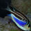 Thumbnail: Bellus Swallowtail  Blue Angelfish (Female)