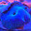 Thumbnail: Discosoma Ultra Blue Mushrooms Coral