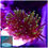 Thumbnail: Purple and Neon Green Tentacle Galaxea