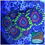 Thumbnail: Watermelon Zoanthids