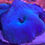 Thumbnail: Discosoma Ultra Blue Mushrooms Coral