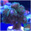 Thumbnail: Green Pocillopora Damicornis Aquaculture Saltwater SPS Coral. Grown in USA